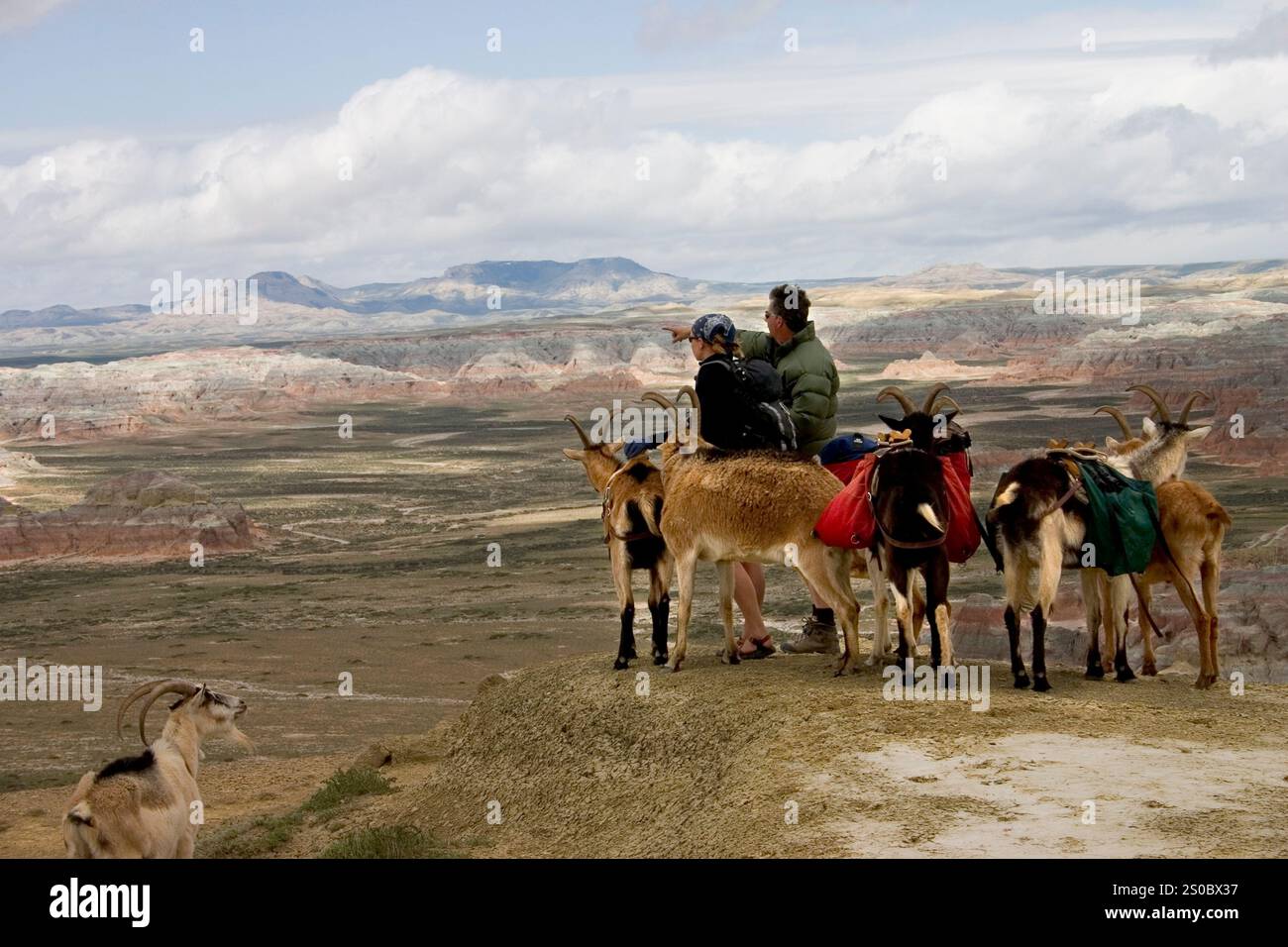 Le capre stanno impacchettando nel deserto Rosso, Wyoming. Foto Stock