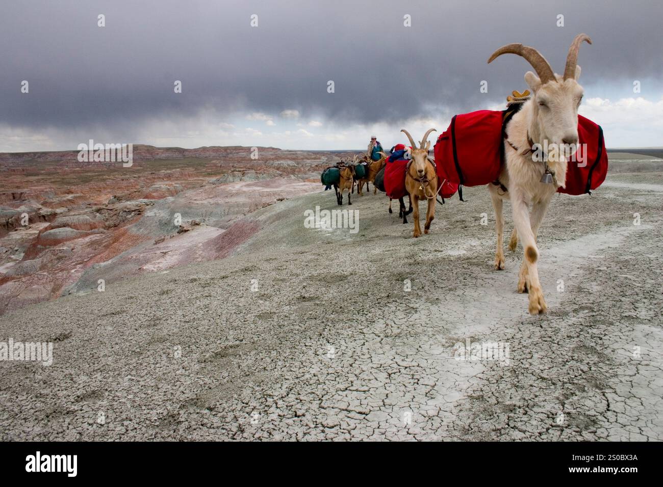 Imballaggio di capra nel Deserto Rosso, Wyoming Foto Stock