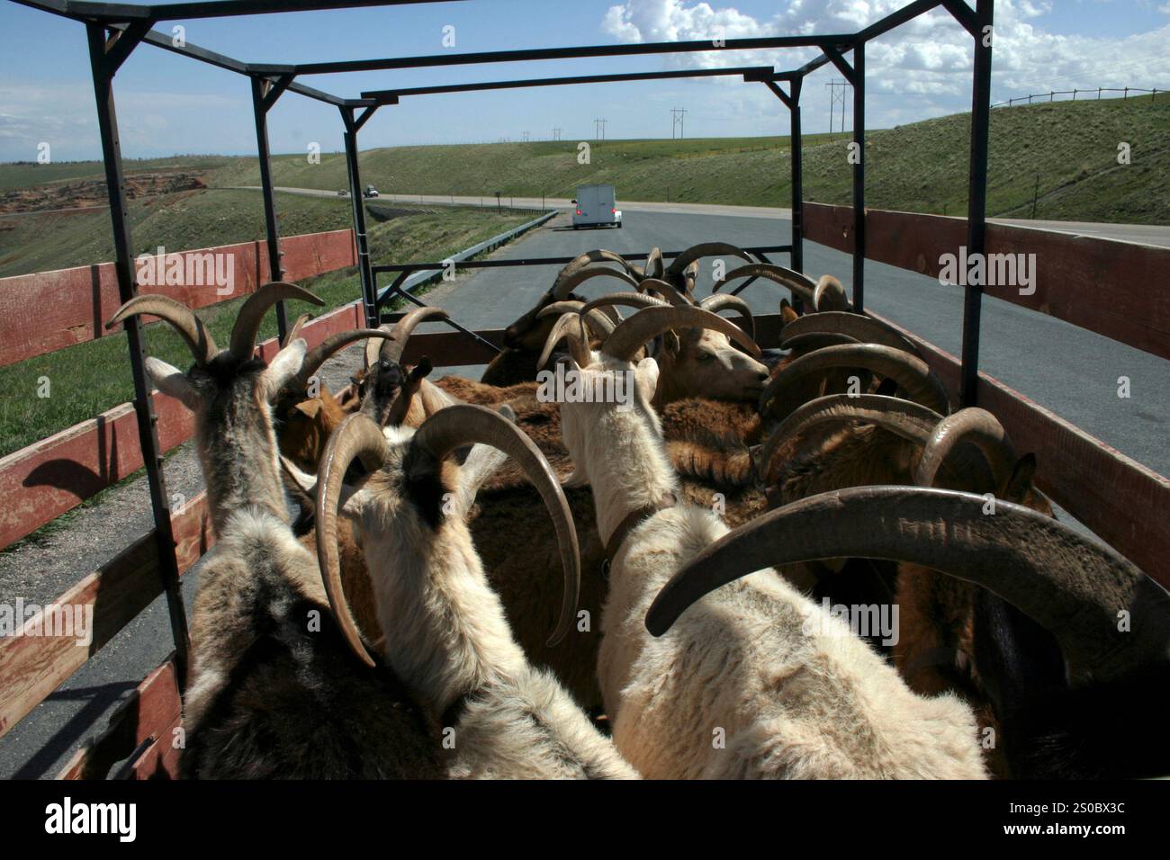 Imballaggio di capra nel Deserto Rosso, Wyoming Foto Stock
