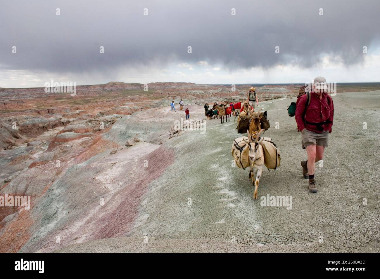 Le capre stanno impacchettando nel deserto Rosso, Wyoming. Foto Stock