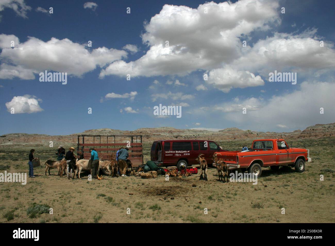 Imballaggio di capra nel Deserto Rosso, Wyoming Foto Stock