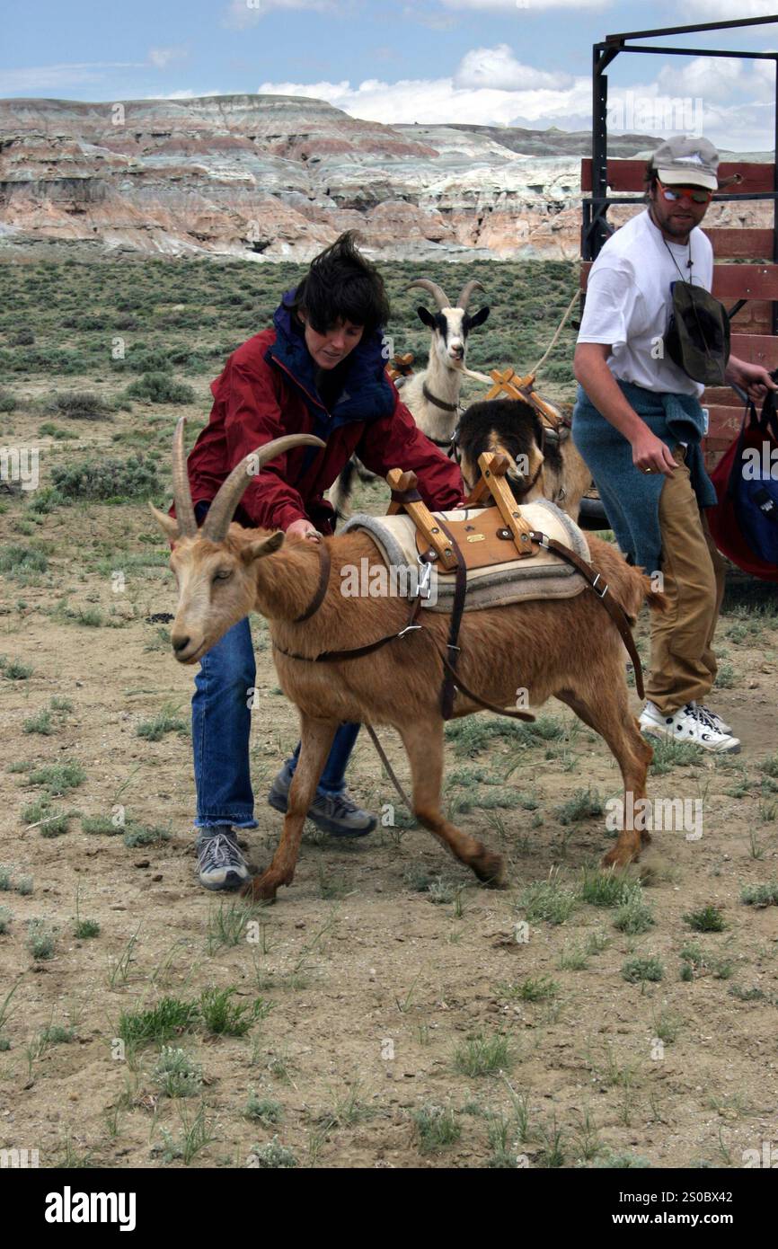Imballaggio di capra nel Deserto Rosso, Wyoming Foto Stock