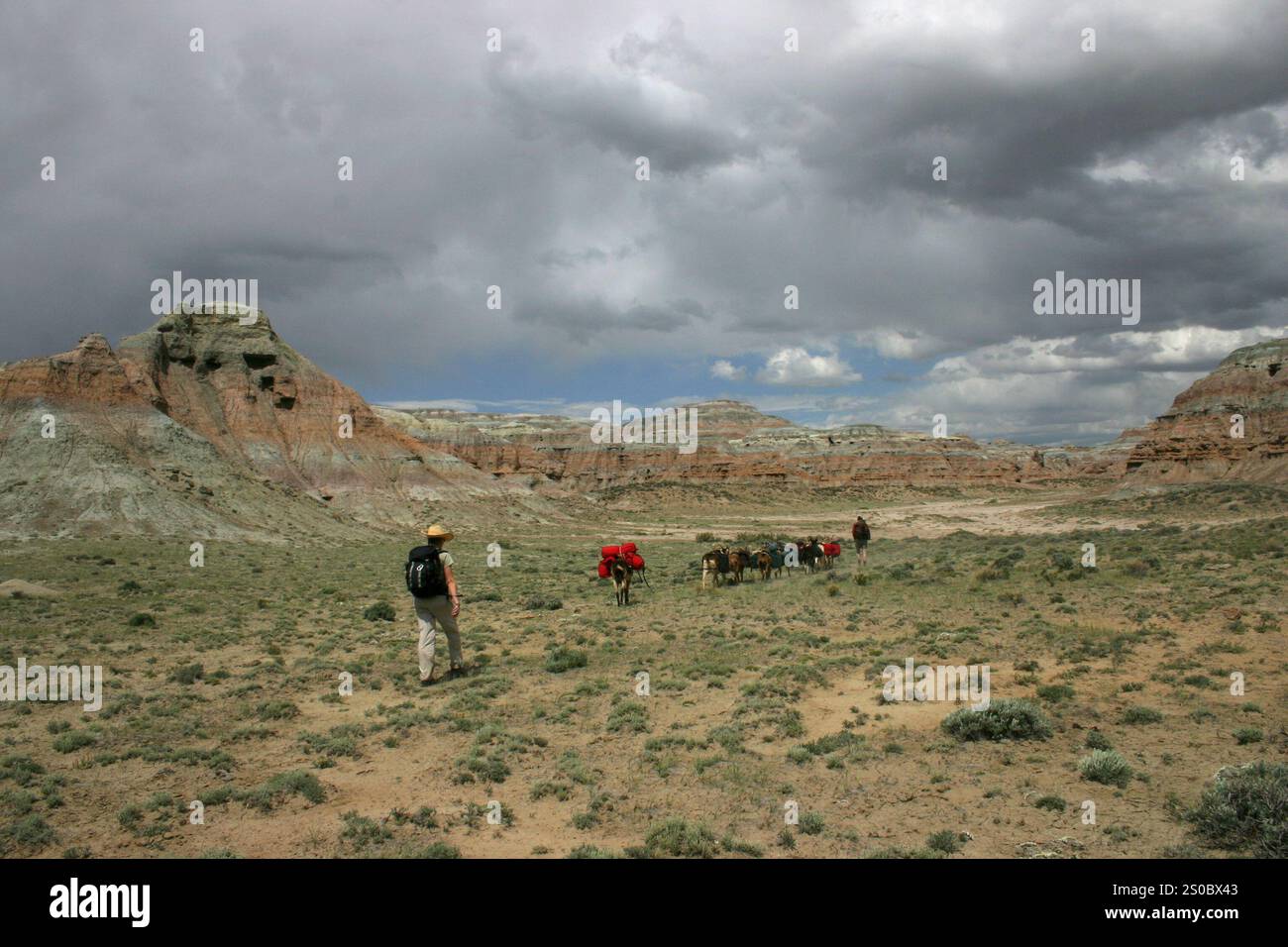 Imballaggio di capra nel Deserto Rosso, Wyoming Foto Stock