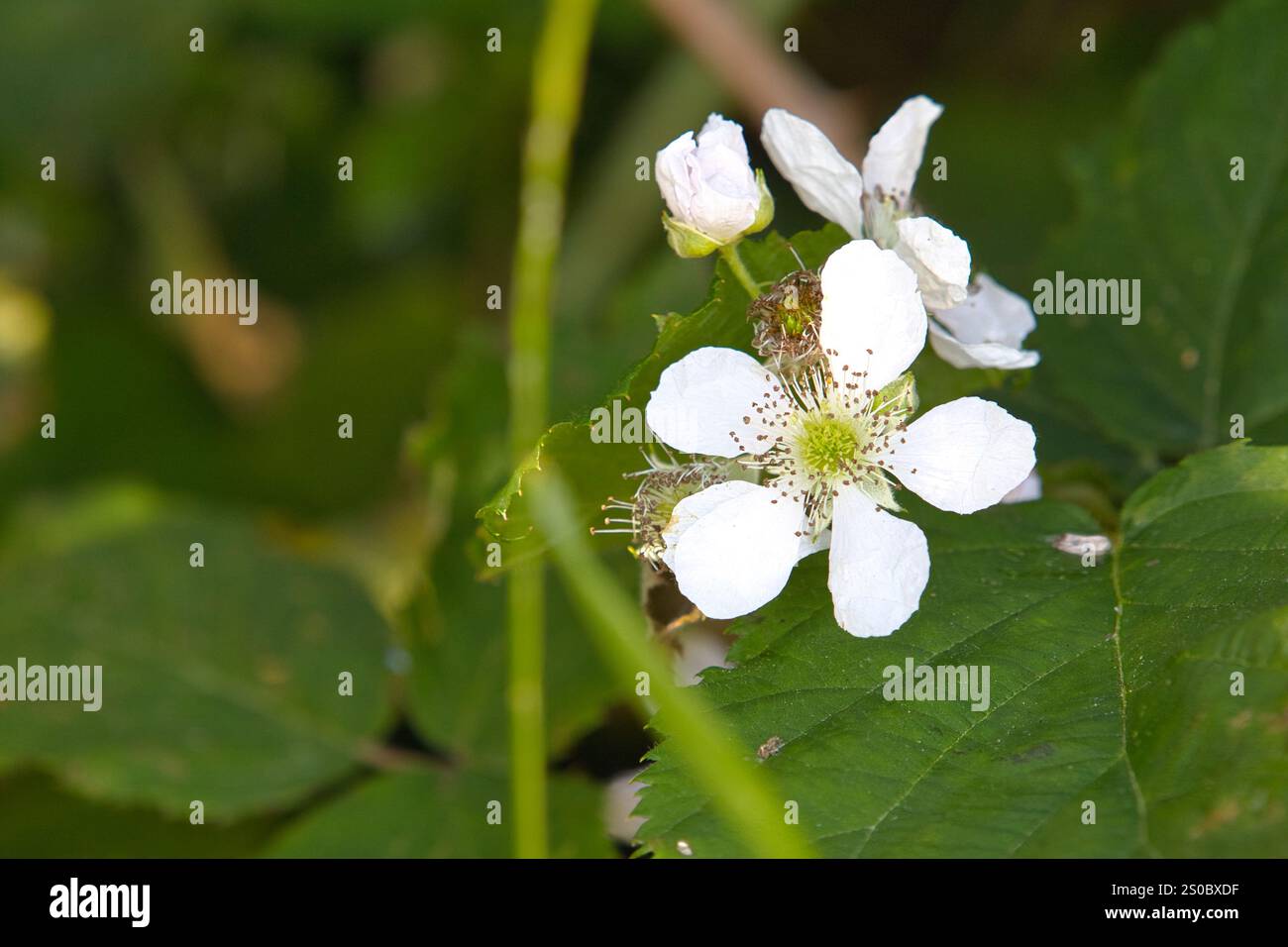 Fiore di un uovo europeo, Rubus caesius. Foto Stock
