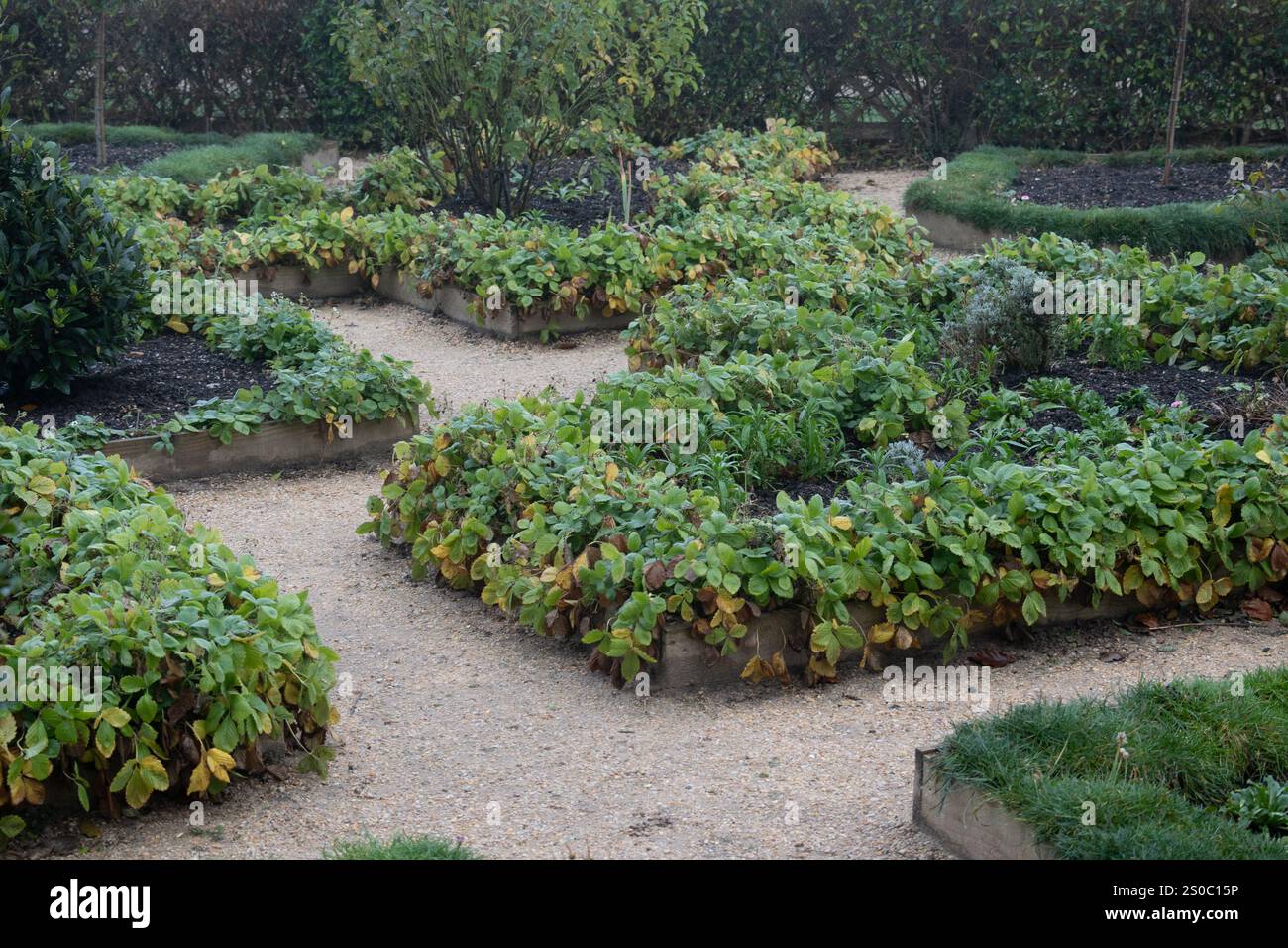Giardino elisabettiano in inverno, castello di Kenilworth, Warwickshire, Regno Unito Foto Stock