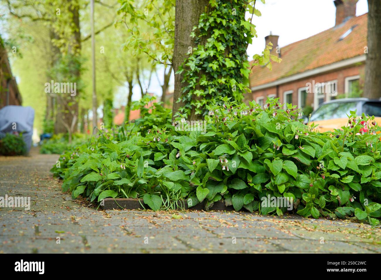 Giardino a pozzo per l'inverdimento urbano e l'adattamento al clima. Piccolo giardino con piante intorno ad un albero. Boomspiegeltuin. Foto Stock