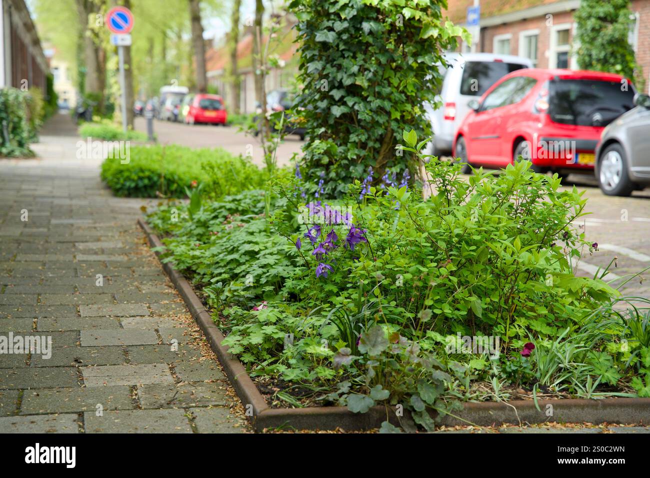 Giardino a pozzo per l'inverdimento urbano e l'adattamento al clima. Piccolo giardino con piante intorno ad un albero. Boomspiegeltuin. Foto Stock