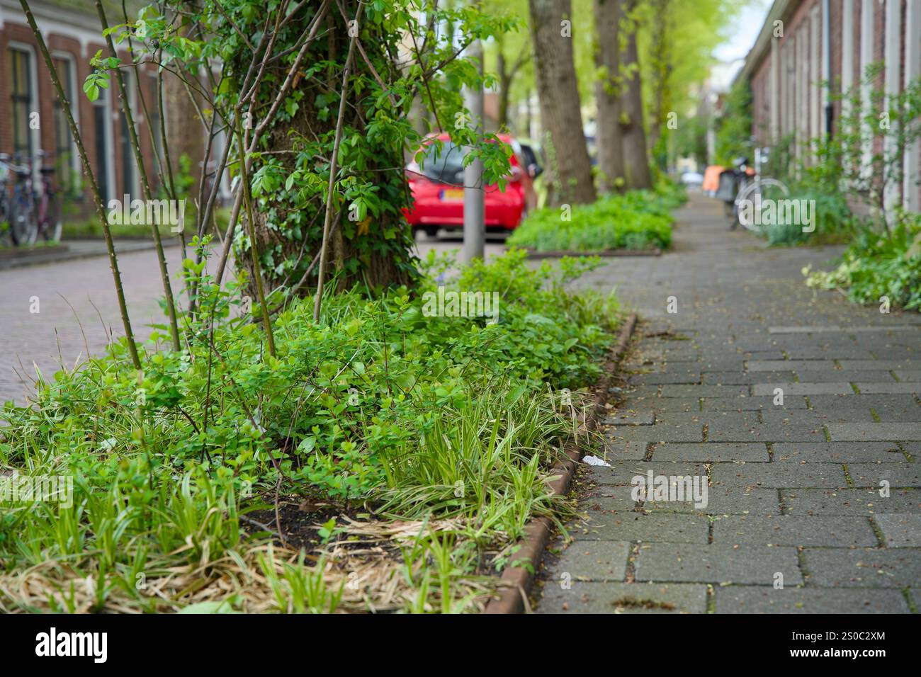 Giardino a pozzo per l'inverdimento urbano e l'adattamento al clima. Piccolo giardino con piante intorno ad un albero. Boomspiegeltuin. Foto Stock