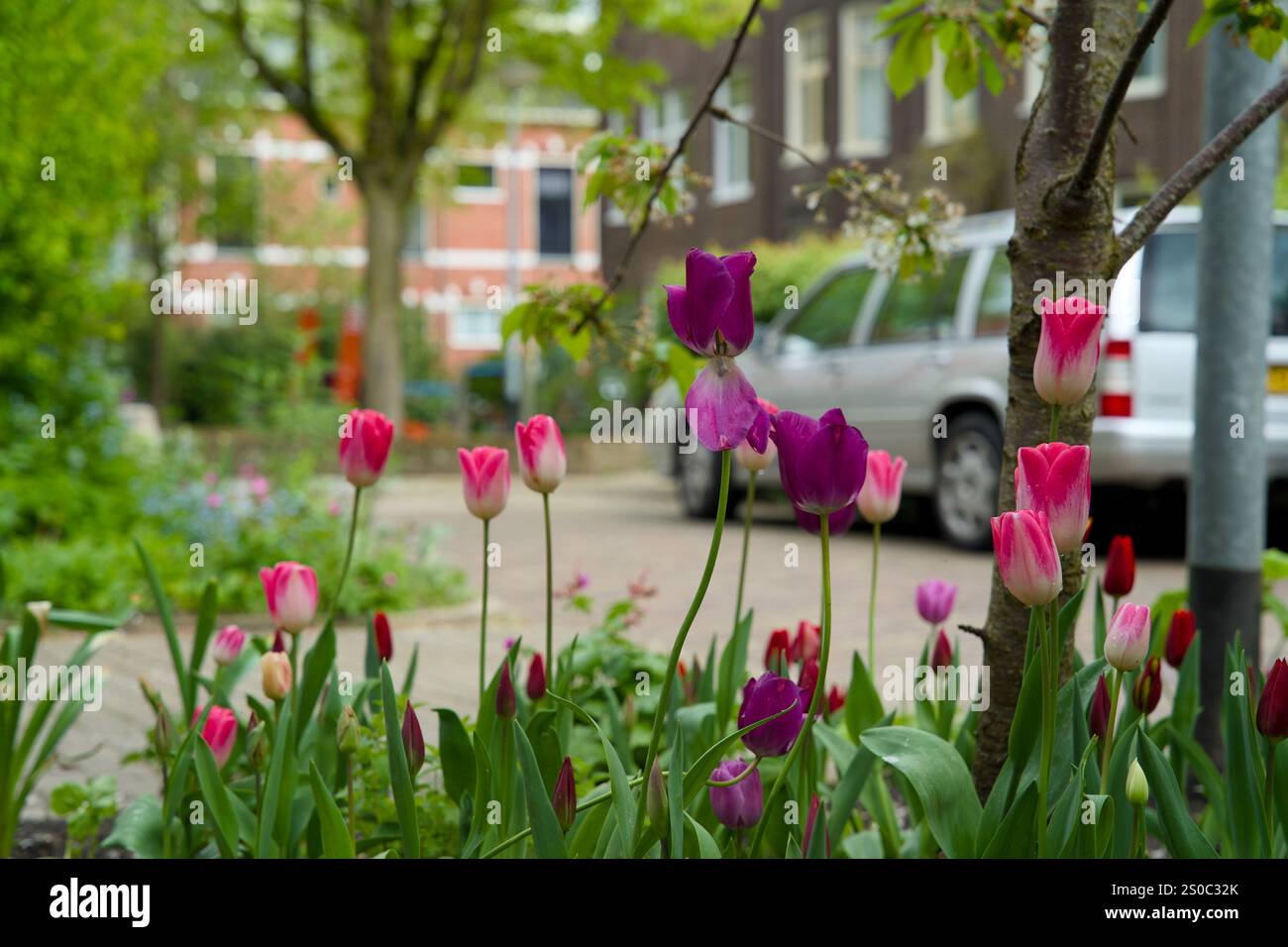 Giardino a pozzo per l'inverdimento urbano e l'adattamento al clima. Piccolo giardino con piante intorno ad un albero. Boomspiegeltuin. Foto Stock
