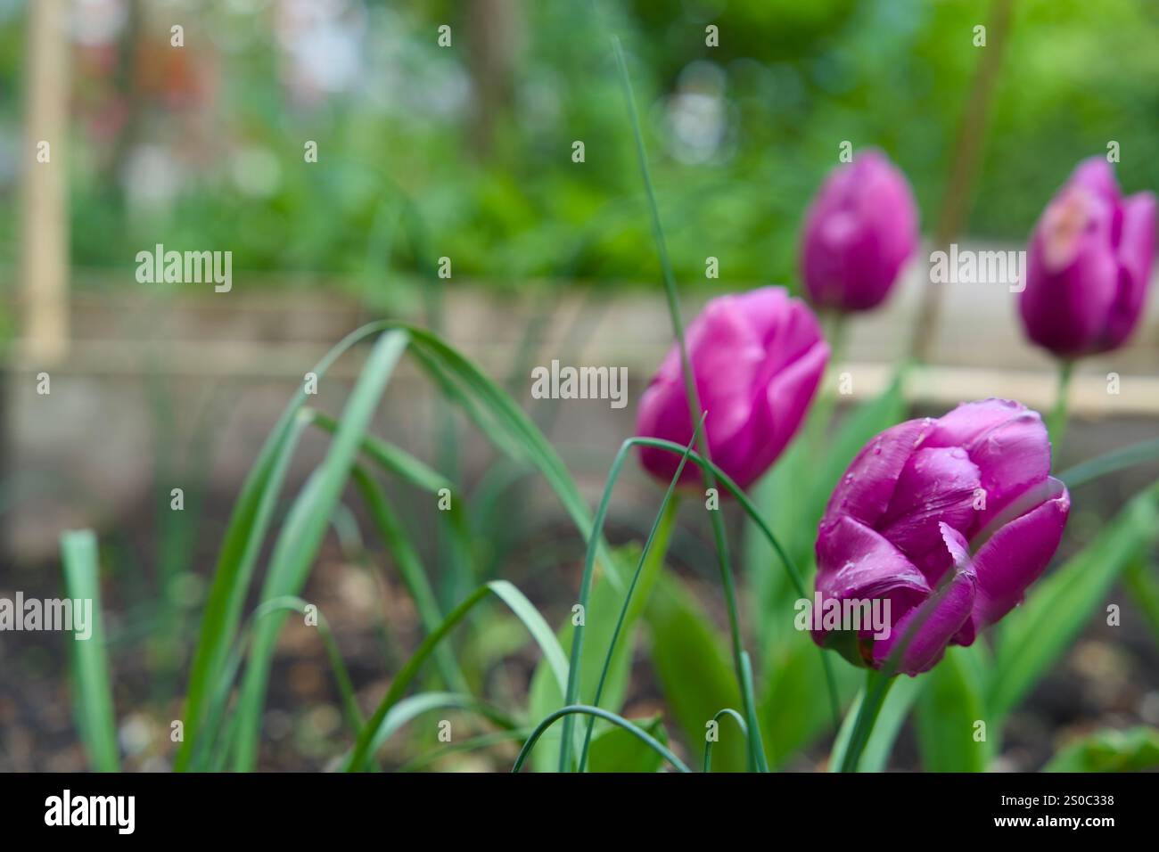 Giardino a pozzo per l'inverdimento urbano e l'adattamento al clima. Piccolo giardino con piante intorno ad un albero. Boomspiegeltuin. Foto Stock