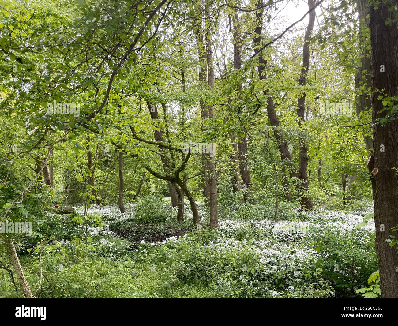 Giardino a pozzo per l'inverdimento urbano e l'adattamento al clima. Piccolo giardino con piante intorno ad un albero. Boomspiegeltuin. Foto Stock