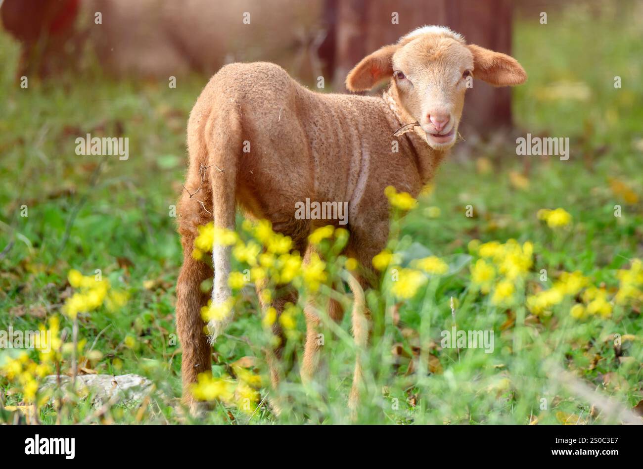Un bel Lamb che ti guarda indietro Foto Stock