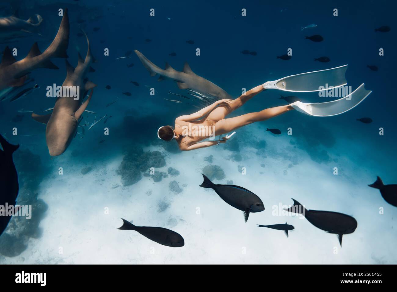 Beauty freediver donna che nuota con squali nutrice nell'oceano Foto Stock