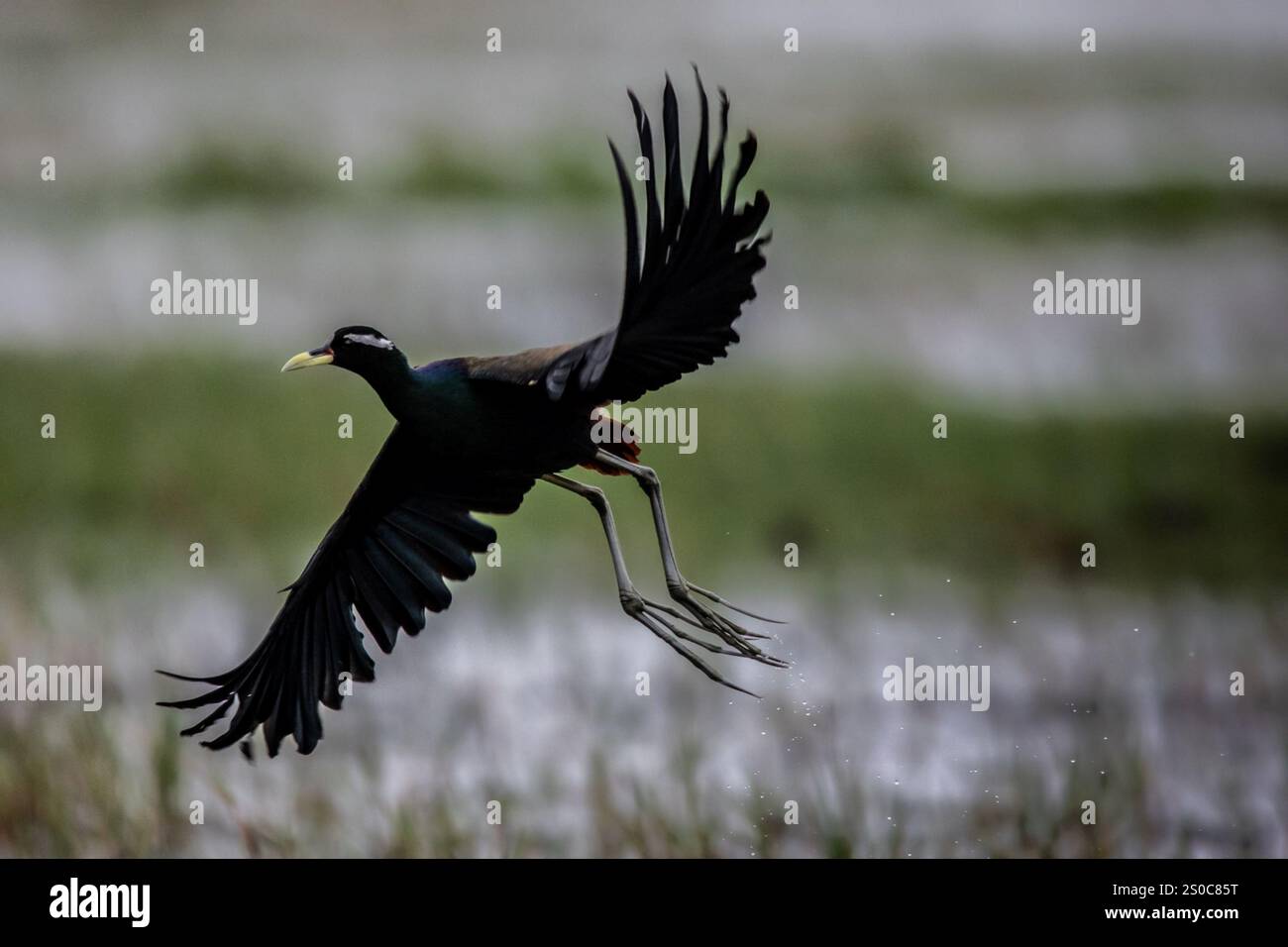 Jacana alata in bronzo movimento dinamico dell'uccello in volo, evidenziando le sue caratteristiche fisiche uniche e il suo habitat naturale. Foto Stock