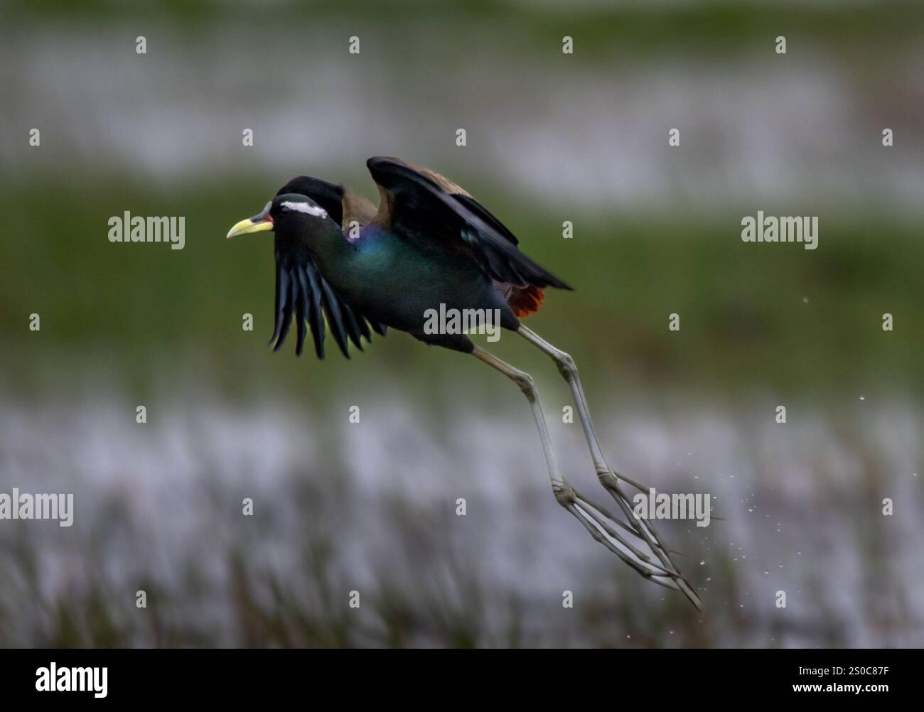Jacana alata in bronzo movimento dinamico dell'uccello in volo, evidenziando le sue caratteristiche fisiche uniche e il suo habitat naturale. Foto Stock