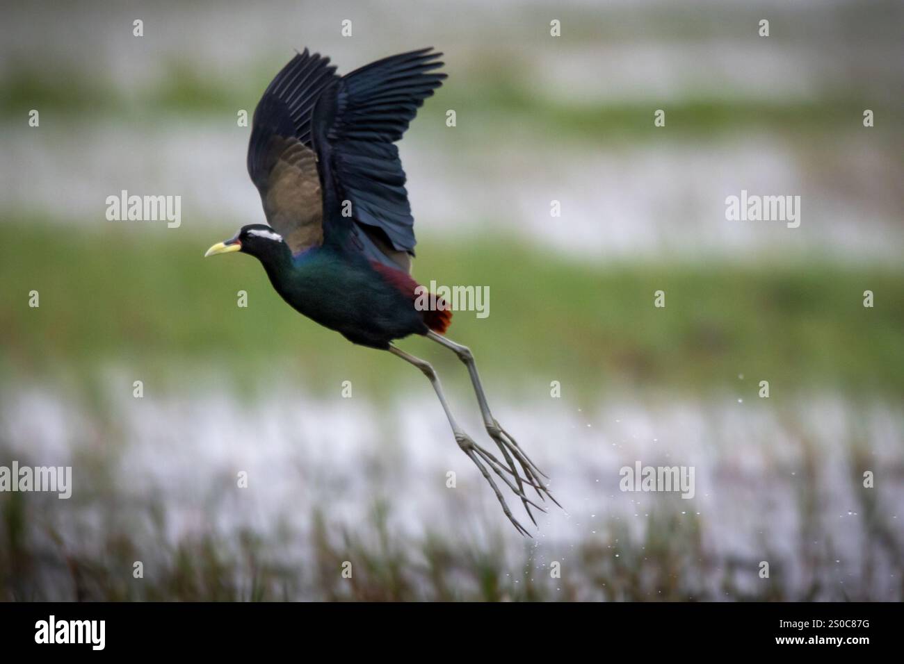 Jacana alata in bronzo movimento dinamico dell'uccello in volo, evidenziando le sue caratteristiche fisiche uniche e il suo habitat naturale. Foto Stock
