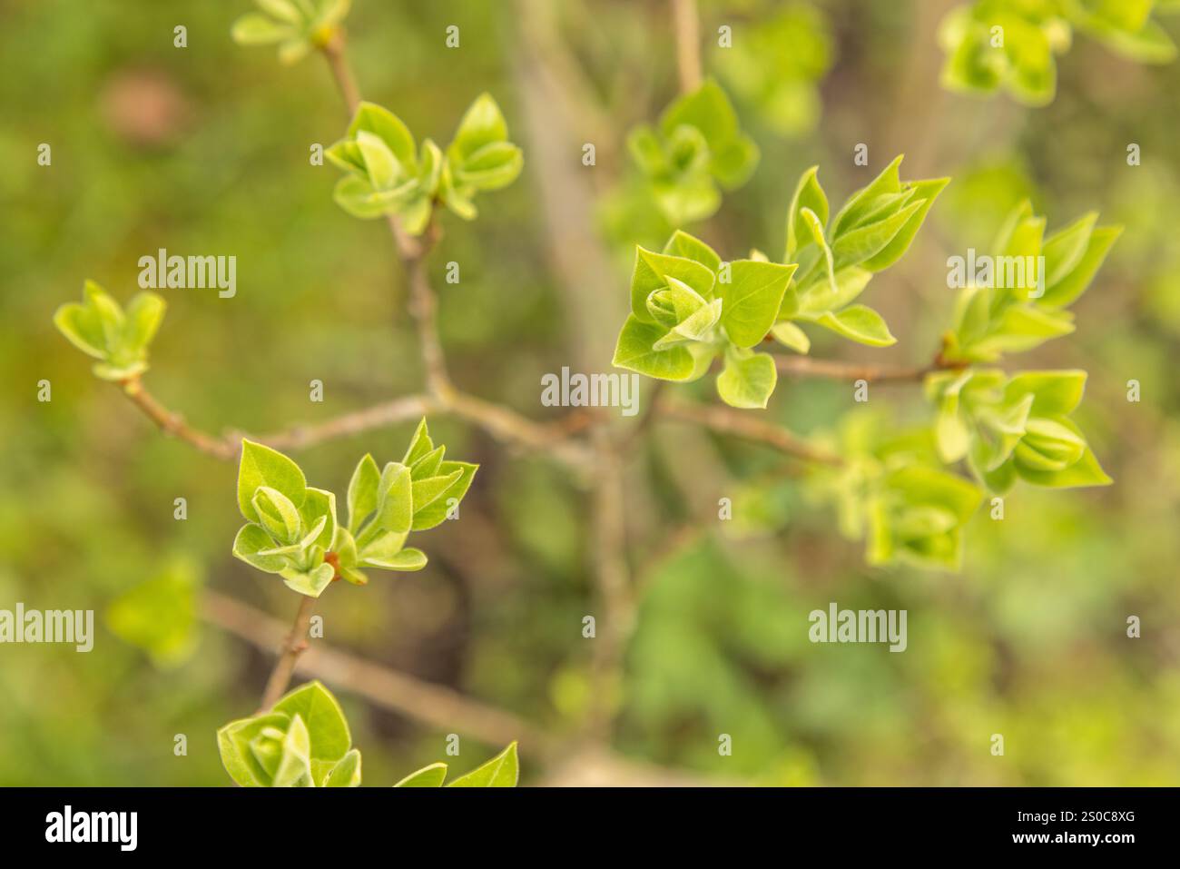Primo piano di un lilla comune (syylan vulgaris) in primavera. Foto Stock