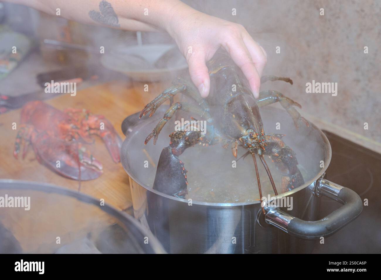 Geldrop - aragosta canadese sul menu durante Natale. ANP / Hollandse Hoogte / Venema Media netherlands Out - belgio Out Foto Stock