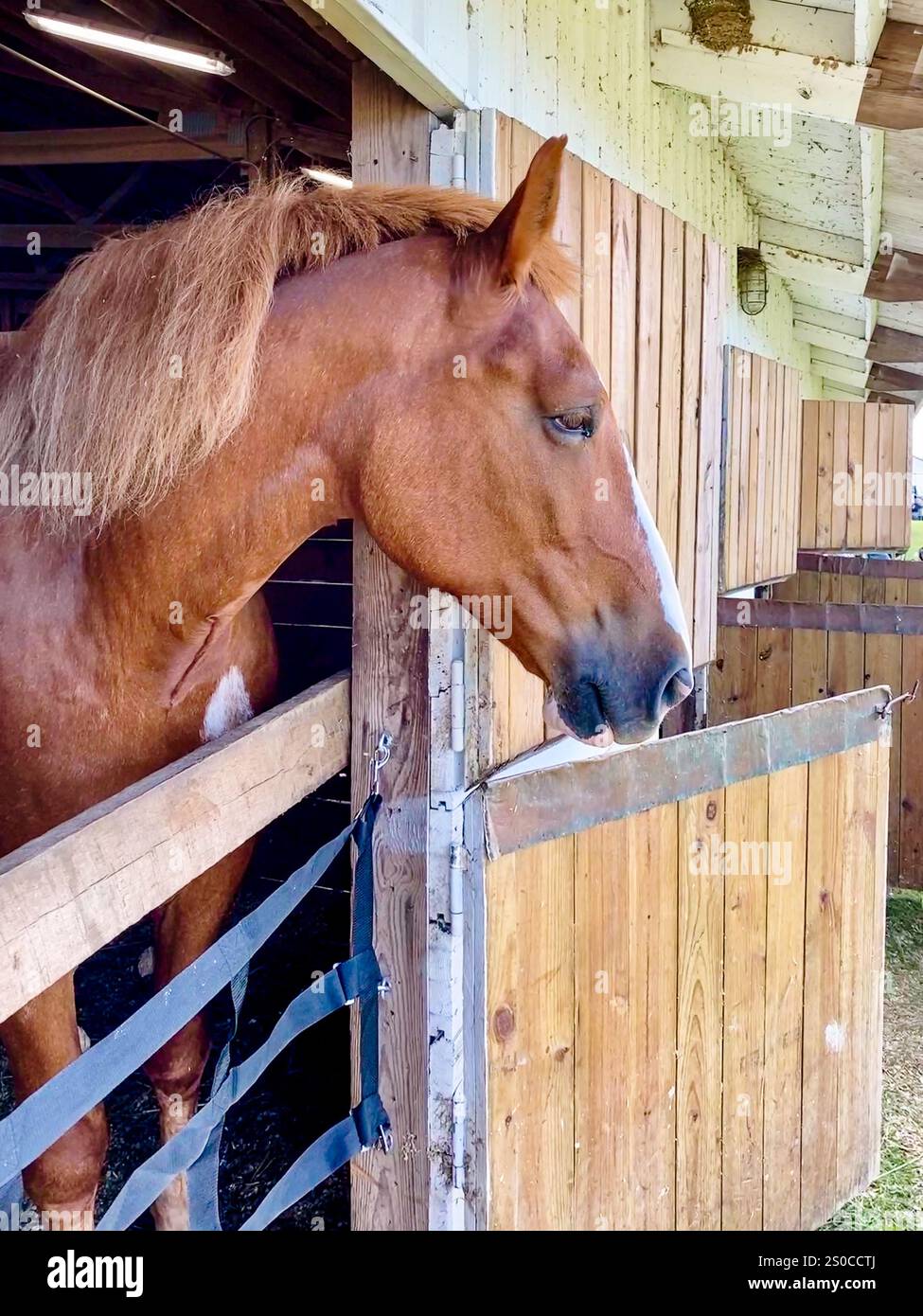 Cavallo da tiro in una stalla che guarda fuori Foto Stock