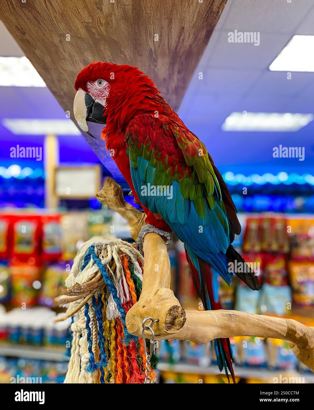 Pappagallo di Macaw alato verde in un negozio di animali domestici - Immagine stock catturata con smartphone