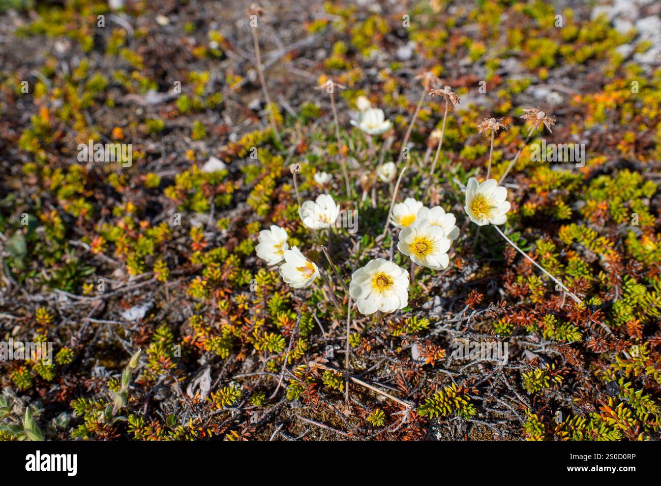 Questa immagine mostra Grønlandsk Fjeldsimmer (Dryas integrifolia), una pianta artica resiliente trovata sull'isola di Disko in Groenlandia. Conosciuto per il suo bianco, sta Foto Stock