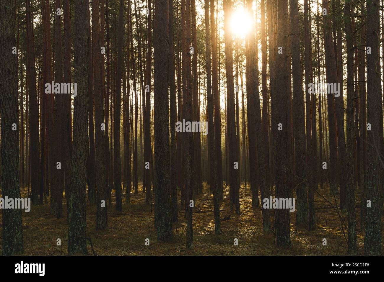 Luce del sole, alberi, muschio, ombre. Tranquilla foresta con luce dorata che illumina il pavimento boschivo. Foto di alta qualità Foto Stock