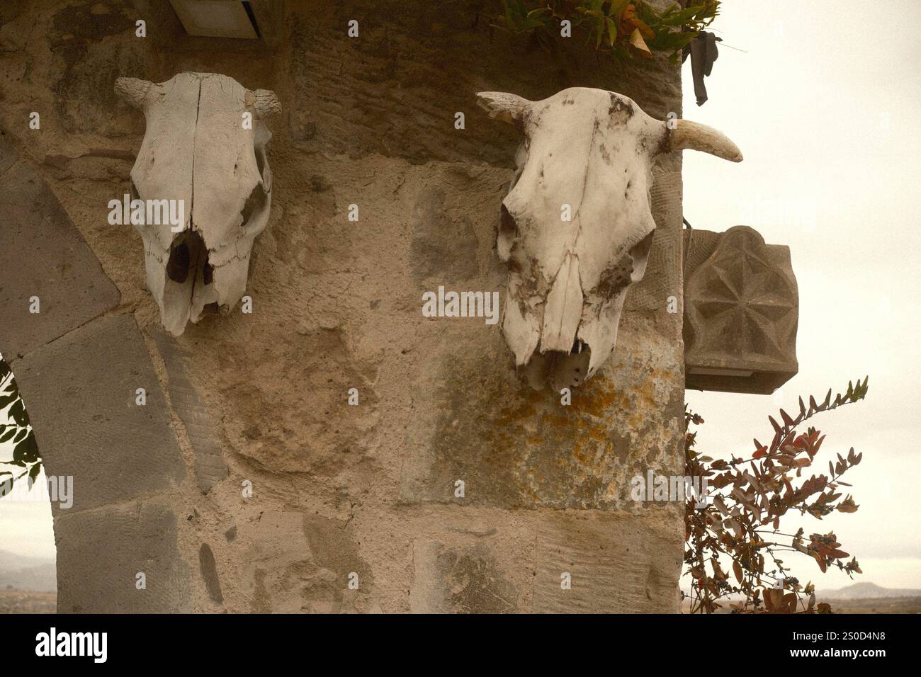 Teschi di mucche appesi su un muro di pietra Foto Stock