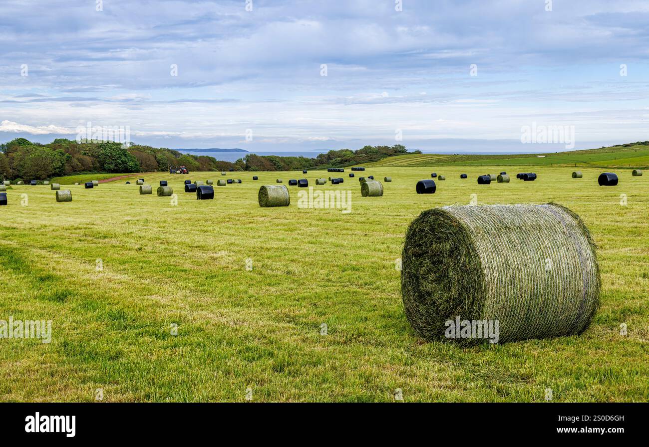 Balle rotonde di fieno in campo, Pembrokeshire, Galles, Regno Unito Foto Stock