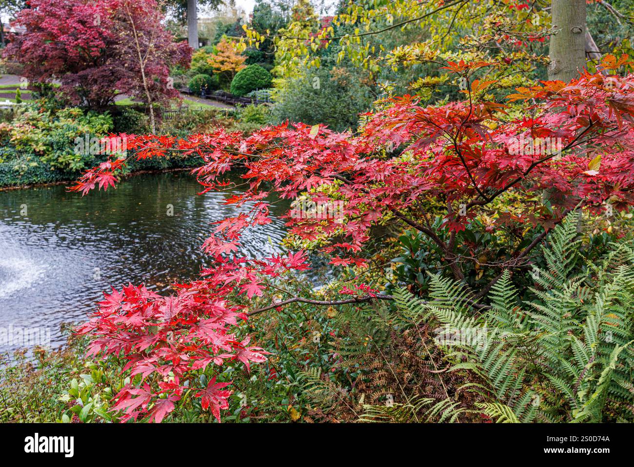 Acers in the Quarry Park Dingle, Shrewsbury, Inghilterra, Regno Unito Foto Stock