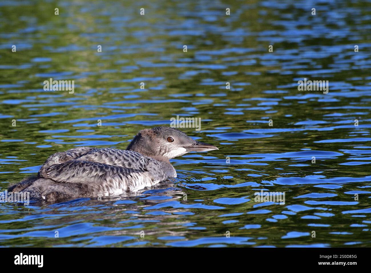 Comune loon immaturo. Giovane Gavia immer Foto Stock