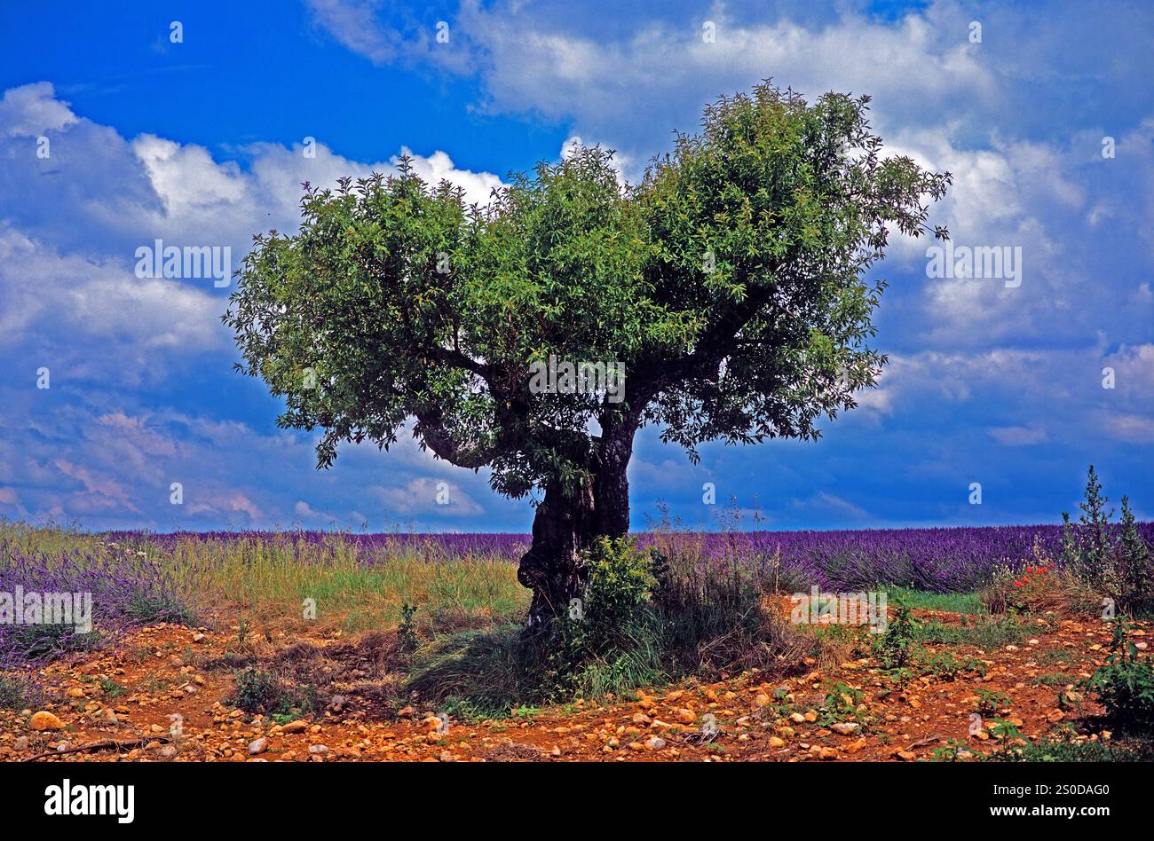 Campo di lavanda con olivo nell'alta Provenza Foto Stock