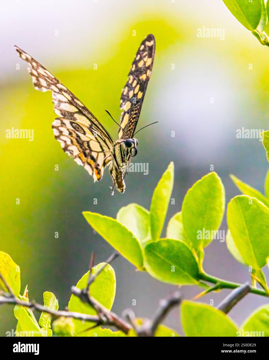 Una Lime Butterfly atterra su un albero di limone Foto Stock