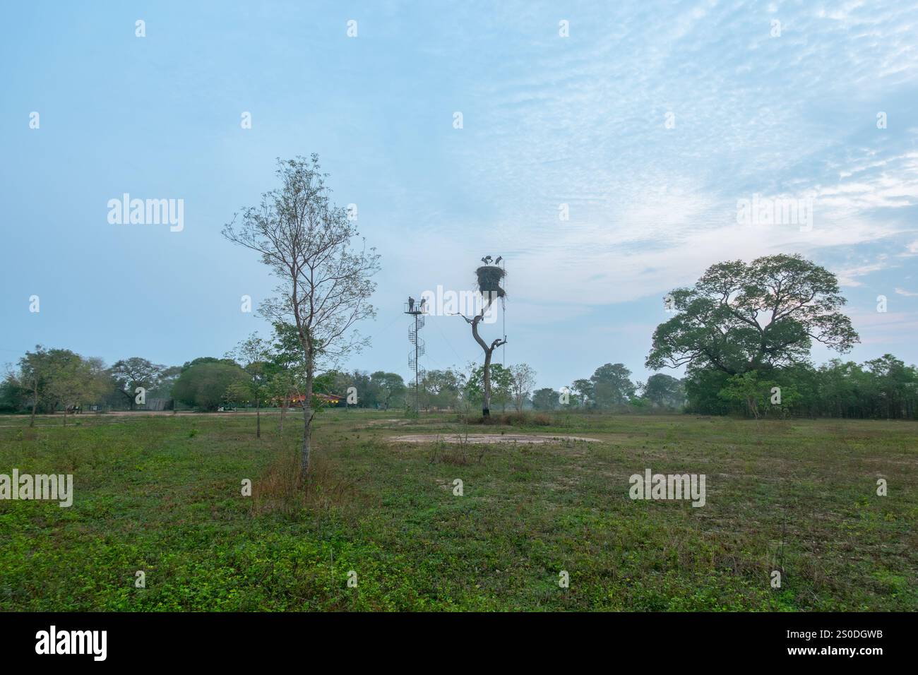 Pantanal Brasile - 17 ottobre 2024; fotografi sulla torre di osservazione nel paesaggio osservando giovani cicogne jabiru sul nido alla Fazenda Santa Teresa in Foto Stock