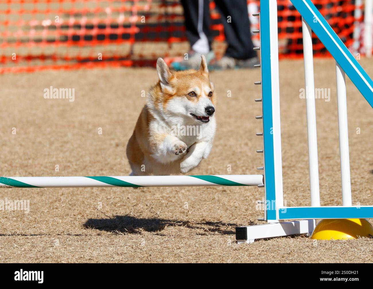 Un cane corgi bianco e poco abbronzato che salta su un campo da golf Foto Stock