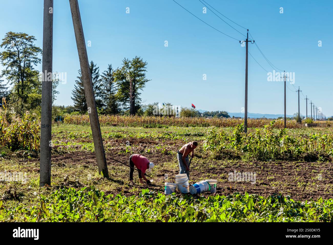 Due uomini lavorano in un campo di mais. Il cielo è blu e il sole splende Foto Stock