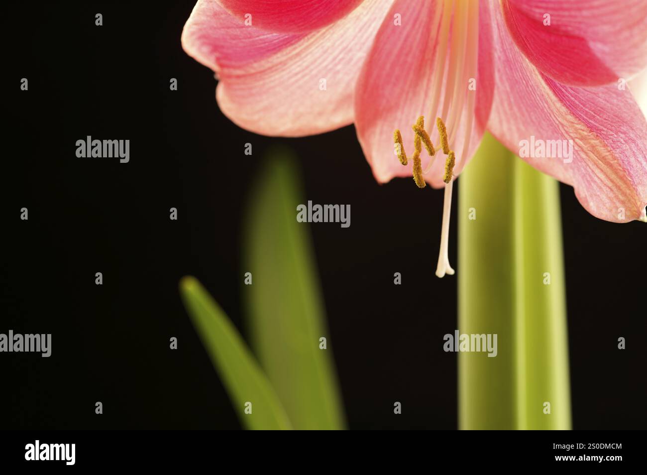 Foto interna, amaryllis rosso, fiore (Amaryllidaceae) e stami, primo piano, Stoccarda, Baden-Wuerttemberg, Germania, Europa Foto Stock