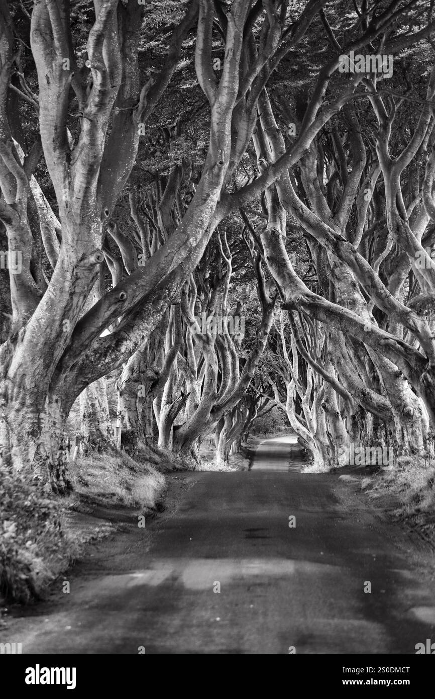Famoso viale di faggi, Dark Hedges, tunnel avenue, set mistico, location cinematografica per il Trono di Spade, alba, monocromatico, Ballymoney, Coun Foto Stock