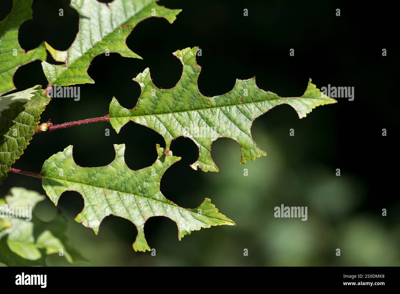 Leaf Cutter Bee; Megachile centuncularis; ritagli su foglie di ciliegio; Regno Unito Foto Stock