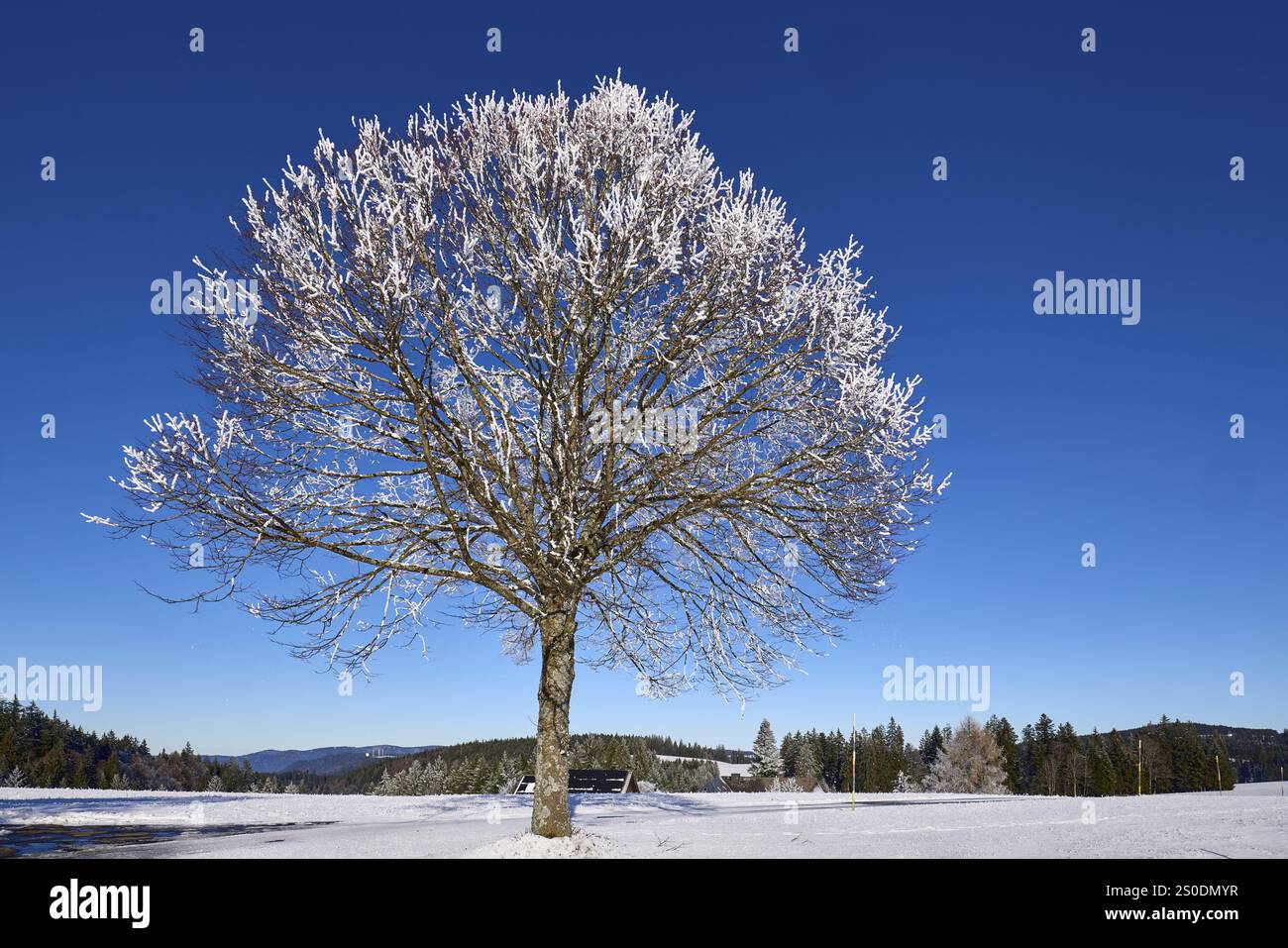 Albero coperto di neve con un cielo azzurro e nuvoloso, paesaggio collinare invernale, Titisee-Neustadt, Foresta Nera, Breisgau-Hochschwarzwald dis Foto Stock