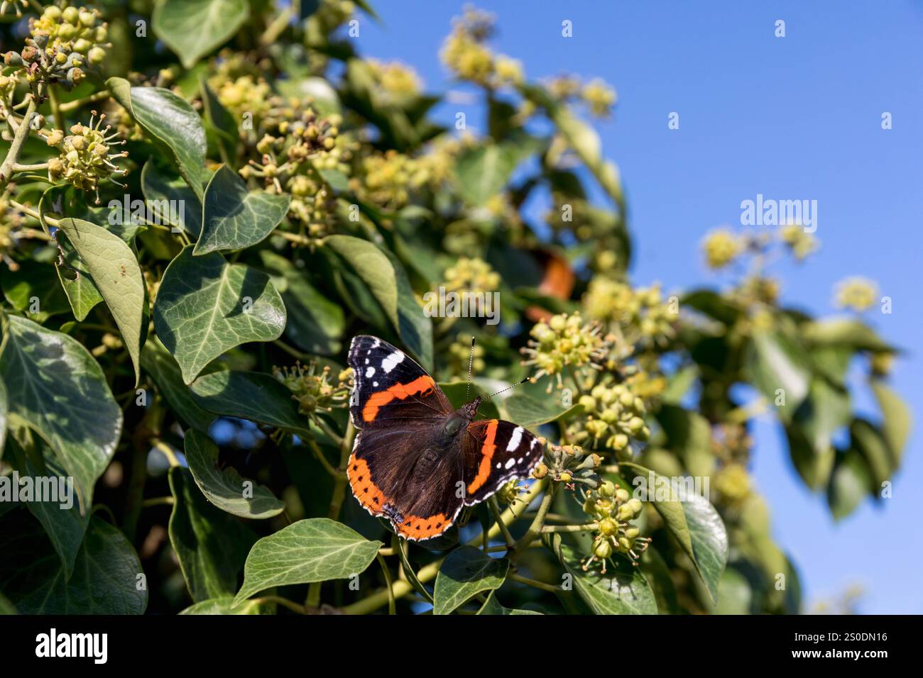 Red Admiral; Vanessa atalanta; su Ivy; UK Foto Stock