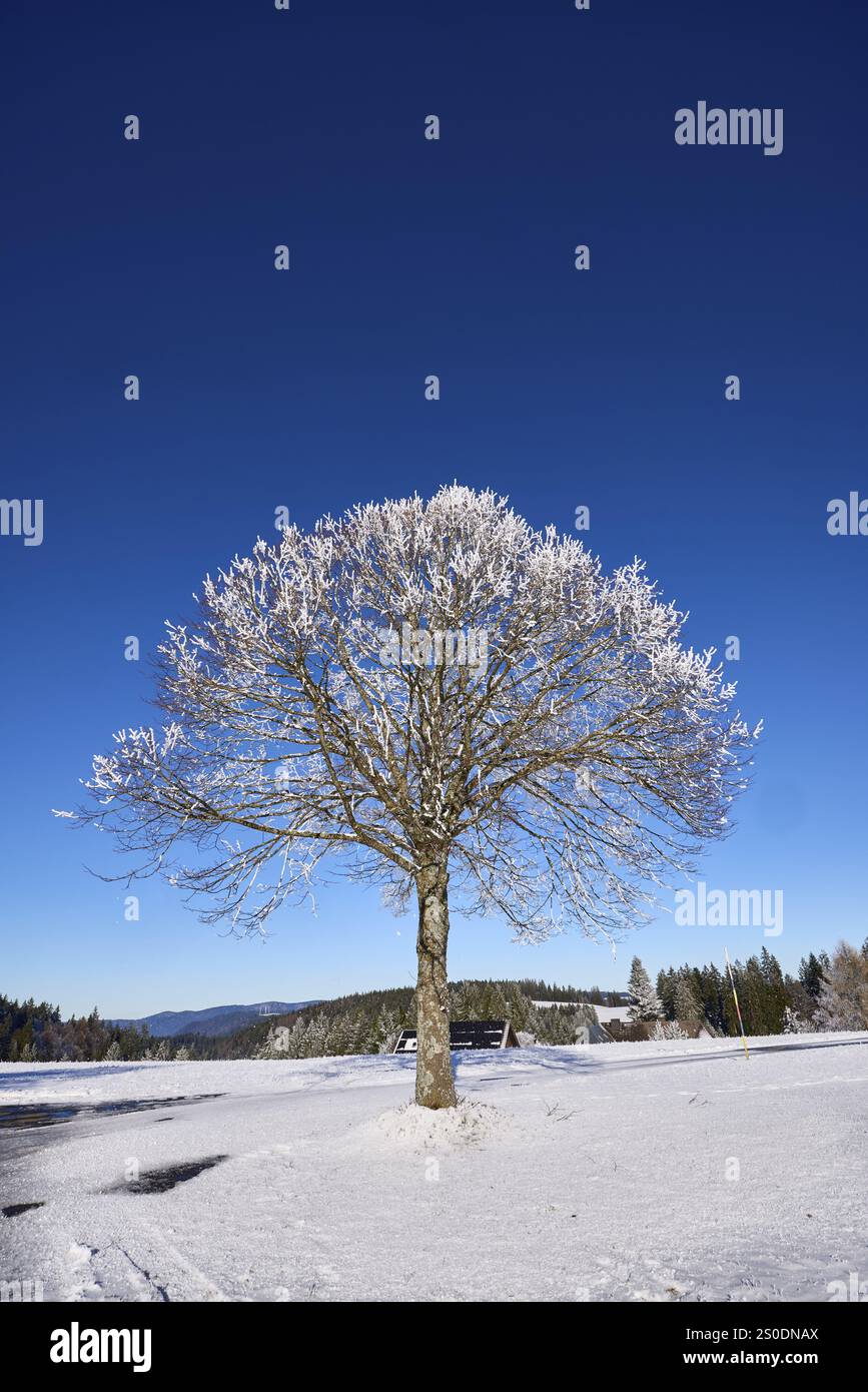 Albero coperto di neve con un cielo azzurro e nuvoloso, paesaggio collinare invernale, Titisee-Neustadt, Foresta Nera, Breisgau-Hochschwarzwald dis Foto Stock