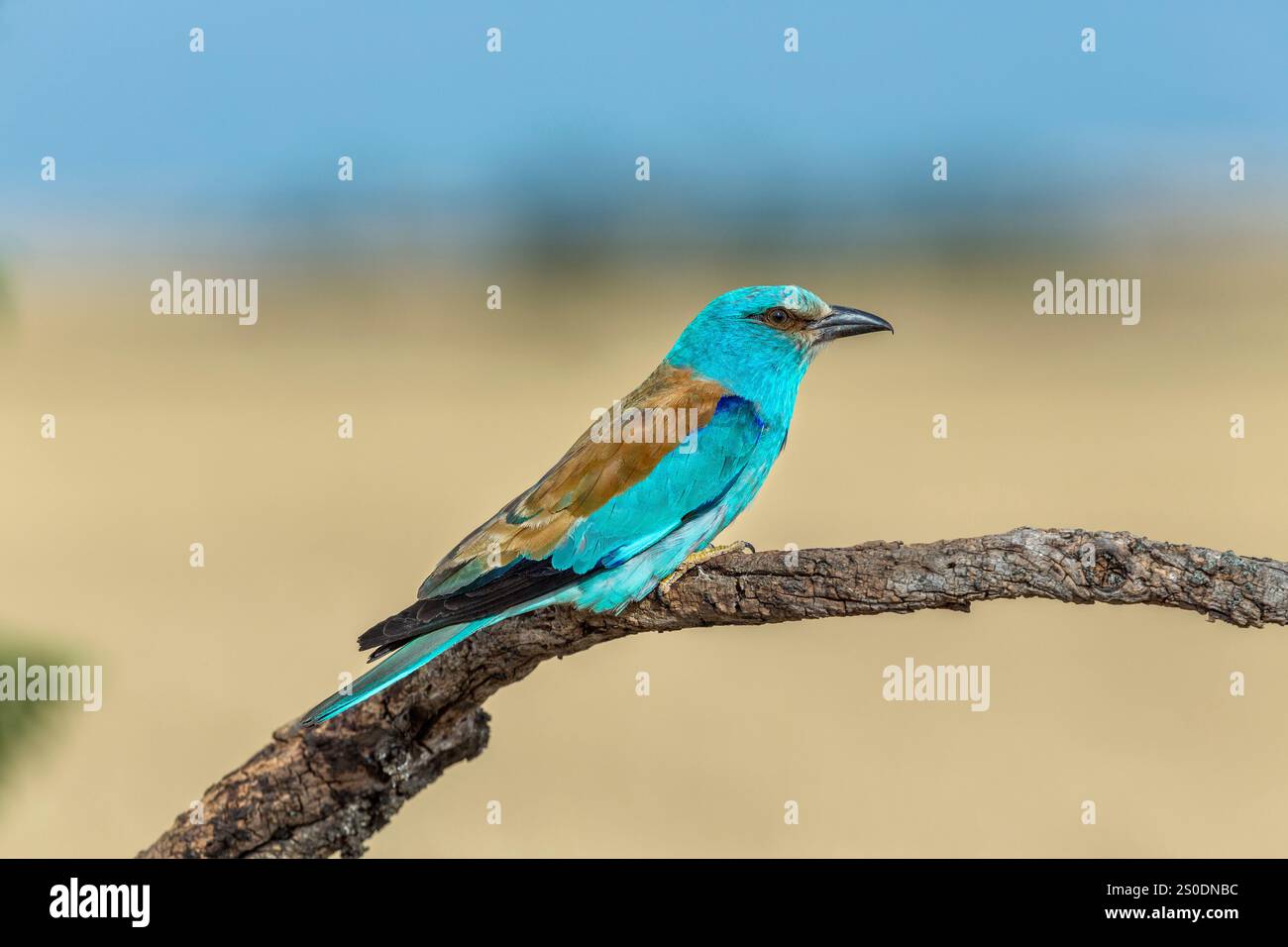 Rullo europeo; Coracias garrulus; Spagna Foto Stock