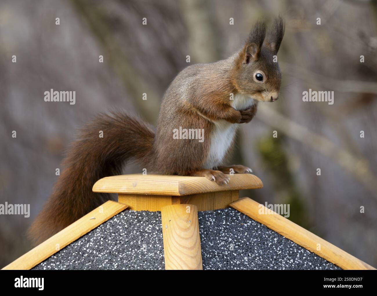 Scoiattolo rosso eurasiatico (Sciurus vulgaris), seduto su un mangiatoia, Stoccarda, Baden-Wuerttemberg, Germania, Europa Foto Stock