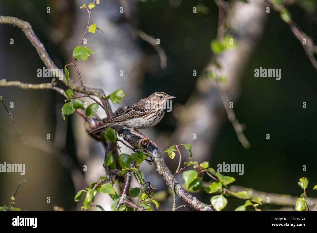 Tree Pipit; Anthus trivialis; UK Foto Stock