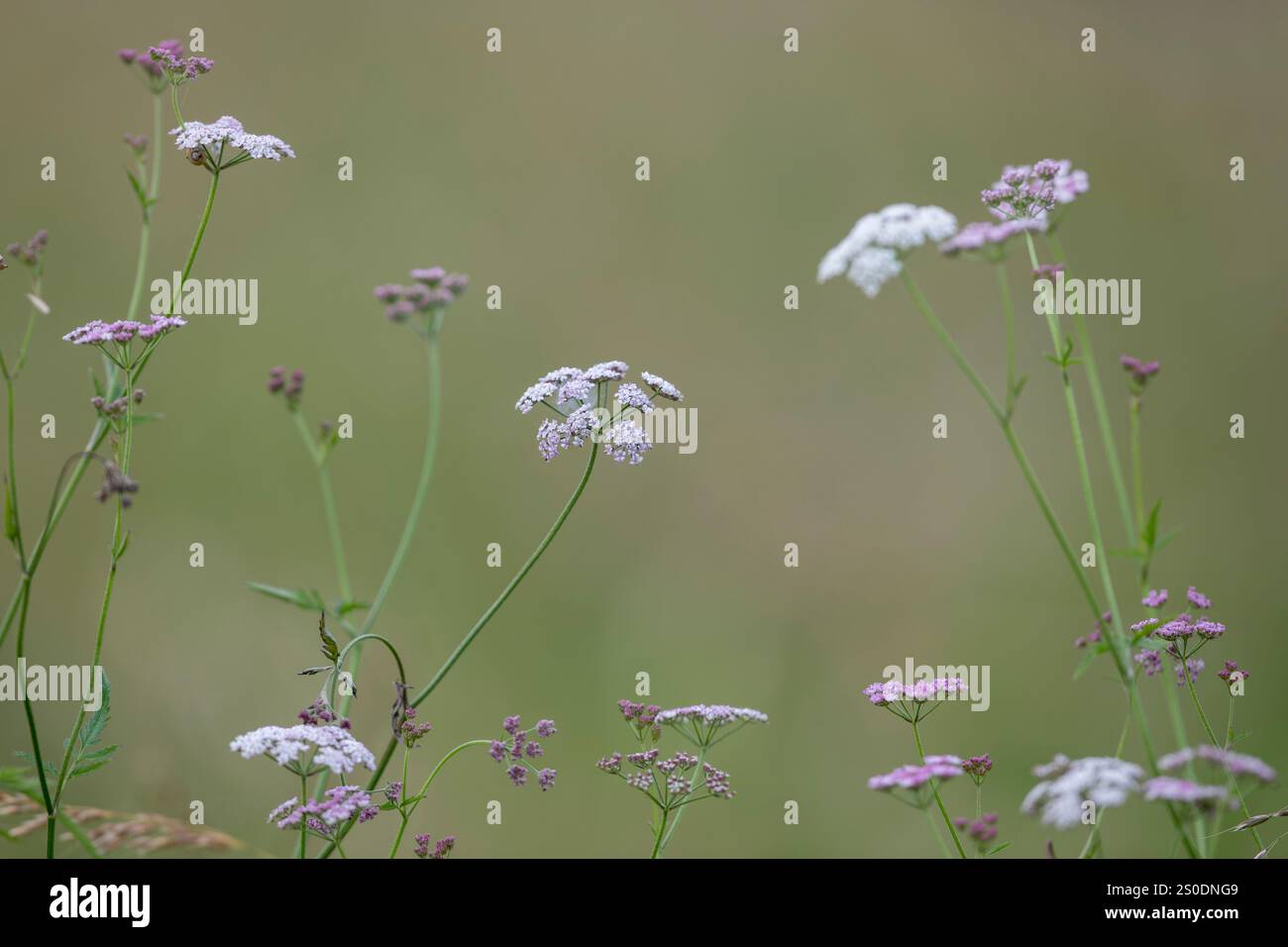 Prezzemolo siepe verticale; Torilis japonica; Regno Unito Foto Stock