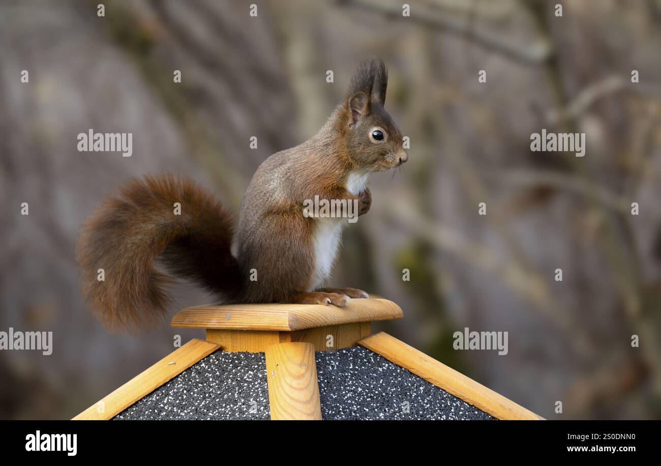 Scoiattolo rosso eurasiatico (Sciurus vulgaris), seduto su un mangiatoia, Stoccarda, Baden-Wuerttemberg, Germania, Europa Foto Stock