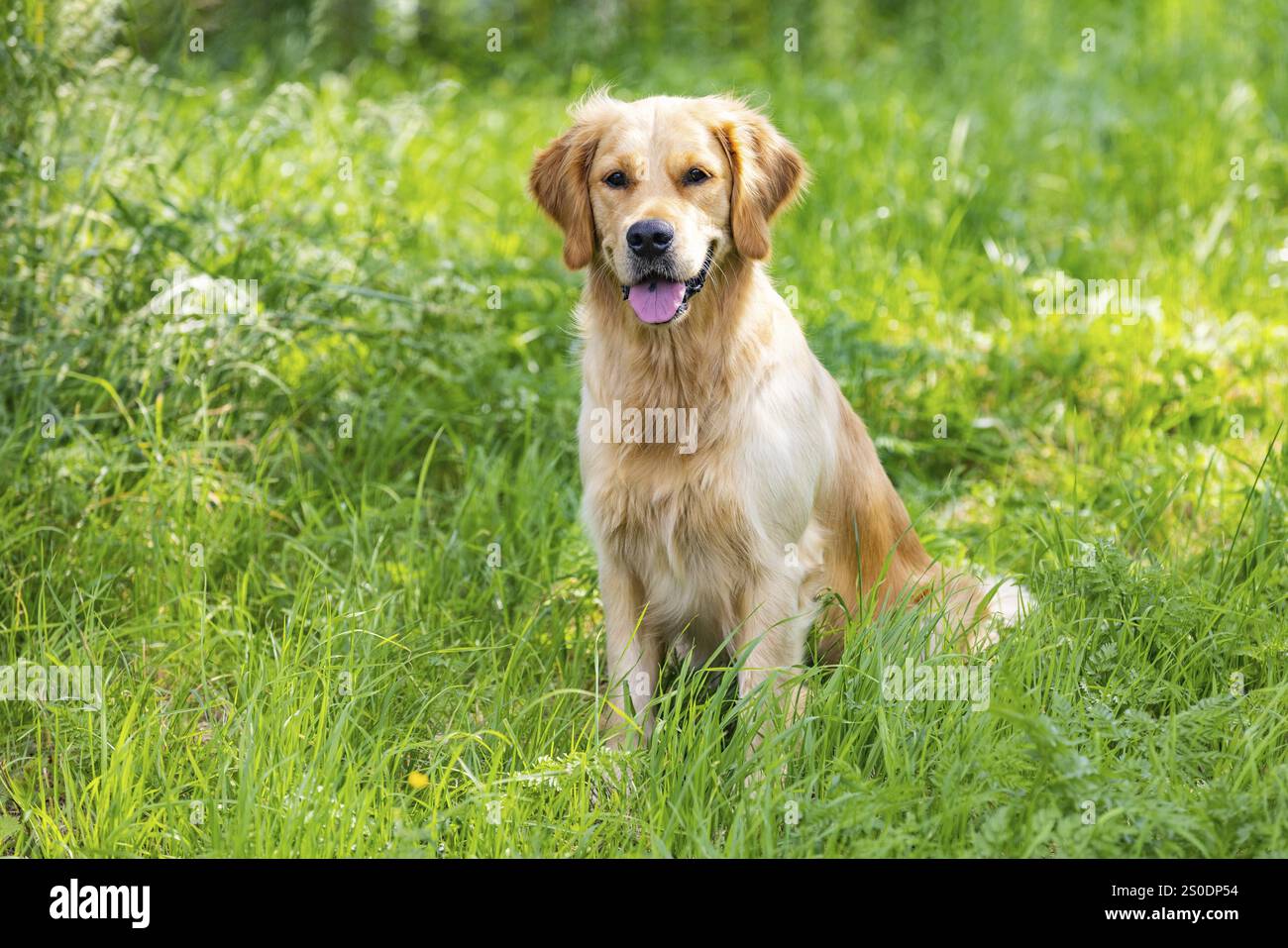 Ritratto del bellissimo Golden Retriever il giorno d'estate circondato da erba verde Foto Stock