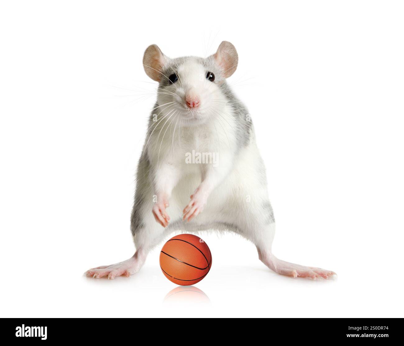 Divertente piccolo topo grigio che gioca a basket isolato su uno sfondo bianco. Il tema dello sport e degli animali domestici Foto Stock