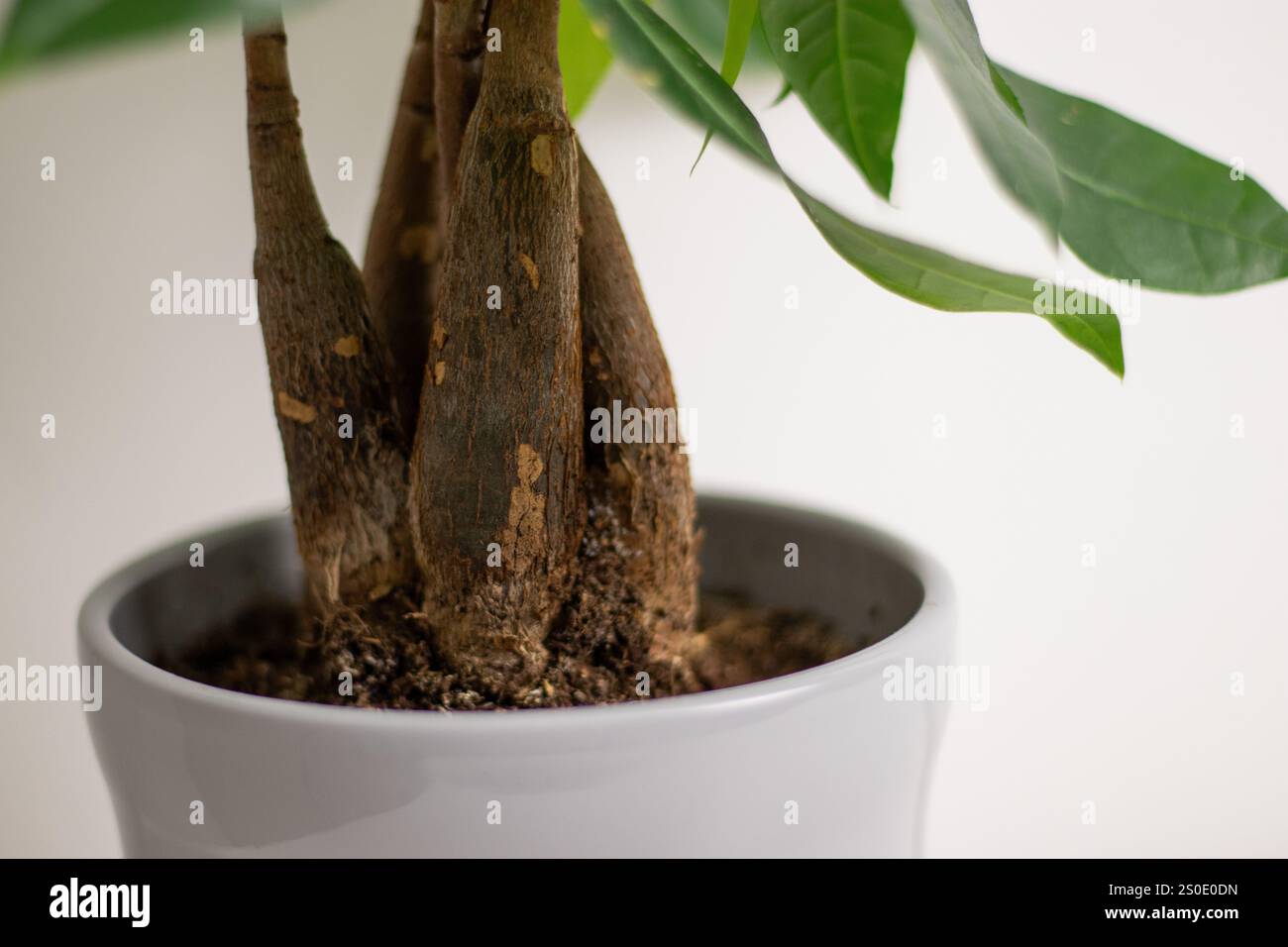 Primo piano di un tronco di una pianta Pachira aquatica, che cresce in un vaso in piedi su un tavolo bianco in una stanza di casa Foto Stock