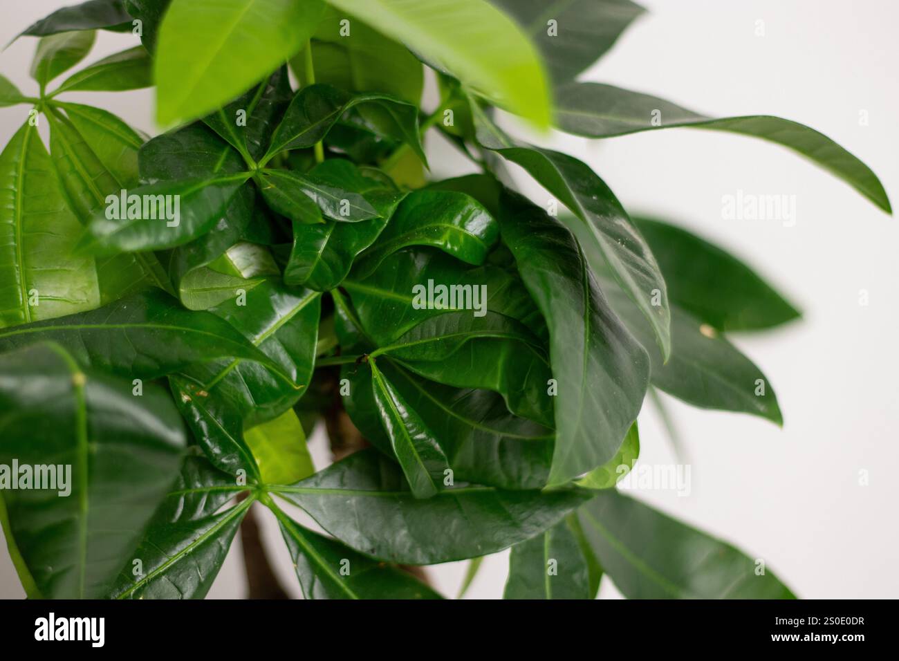 Primo piano di foglie verdi di una pianta Pachira aquatica, che cresce in un vaso in piedi su un tavolo bianco in una stanza di casa Foto Stock